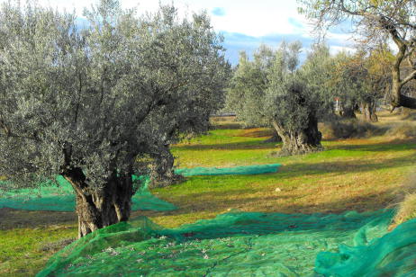Alquezar, Sierra de Guara (Aragon). Cueillette des olives. Randonnées à pied. Voyages culturels. Espagne. Chiloe. www.chiloe-voyage.fr