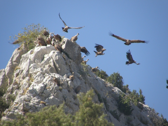 Aragon. Sierra de Guara. Vautours fauves. Alquezar. Islande. Namaskard. Margeride. Lozère. Claude Molinier Chiloé. Voyages, randonnées, raquettes à neige, trekking. Europe. Massif Central. Pyrénées. Finlande. Laponie. Malte. Gozo. Rhodes. Islande. Arménie